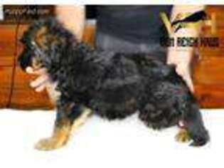 German Shepherd Dog Puppy for sale in Cody, WY, USA