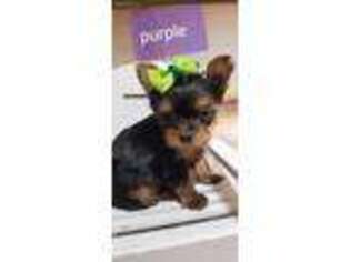 Yorkshire Terrier Puppy for sale in Leesburg, FL, USA