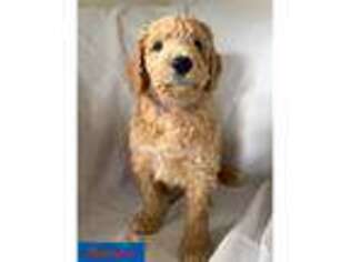 Goldendoodle Puppy for sale in Los Angeles, CA, USA