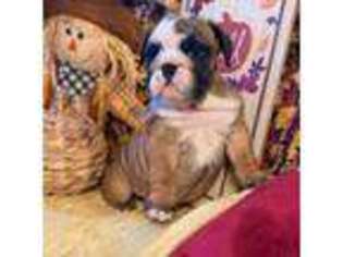Bulldog Puppy for sale in Granville, IL, USA