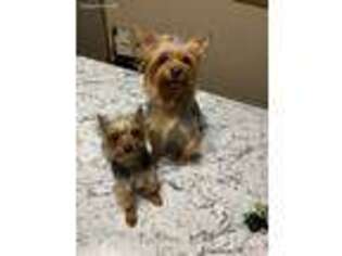 Yorkshire Terrier Puppy for sale in Jefferson, IA, USA