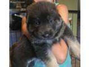 German Shepherd Dog Puppy for sale in Gates, NC, USA