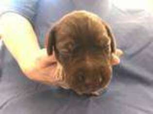 German Shorthaired Pointer Puppy for sale in Divide, CO, USA