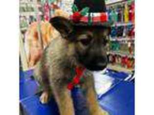 Belgian Malinois Puppy for sale in Griffin, GA, USA