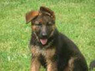 German Shepherd Dog Puppy for sale in Troy, MO, USA