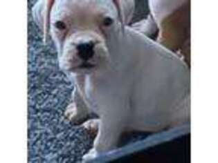 Boxer Puppy for sale in Whitman, MA, USA