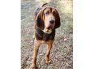 Bloodhound Puppy for sale in Lyons, GA, USA