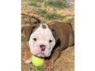 Bulldog Puppy for sale in Buckeye, AZ, USA