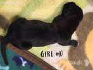 Great Dane Puppy for sale in Jordan, MN, USA
