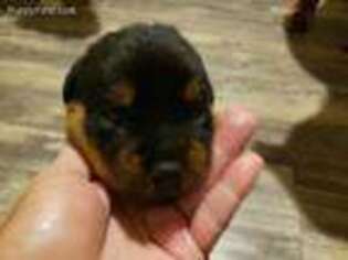 Rottweiler Puppy for sale in Pendleton, KY, USA