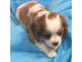 Cavalier King Charles Spaniel Puppy for sale in Shevlin, MN, USA