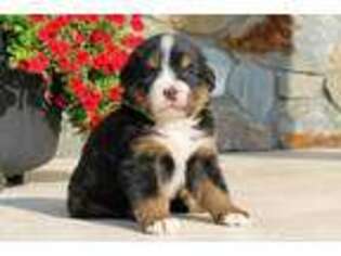Bernese Mountain Dog Puppy for sale in Bellefonte, PA, USA