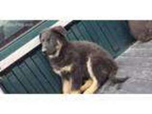 German Shepherd Dog Puppy for sale in Hillsboro, KY, USA