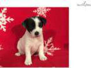 Jack Russell Terrier Puppy for sale in Oklahoma City, OK, USA