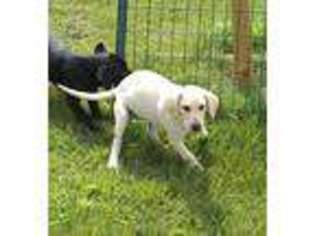 Labrador Retriever Puppy for sale in Chanute, KS, USA