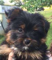Yorkshire Terrier Puppy for sale in Wilkesboro, NC, USA