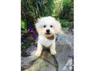 Bichon Frise Puppy for sale in INDIANAPOLIS, IN, USA