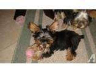 Yorkshire Terrier Puppy for sale in POMPANO BEACH, FL, USA