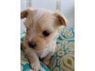 Yorkshire Terrier Puppy for sale in Newton, NC, USA