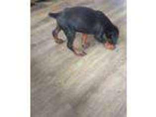 Doberman Pinscher Puppy for sale in Woodland Hills, CA, USA
