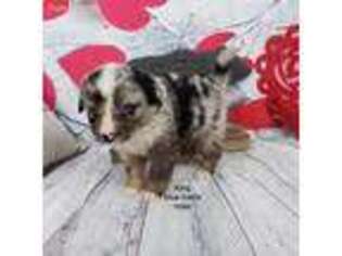 Miniature Australian Shepherd Puppy for sale in Orlando, FL, USA