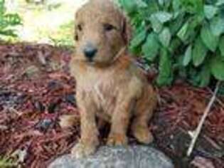 Goldendoodle Puppy for sale in Pleasant Hill, IL, USA