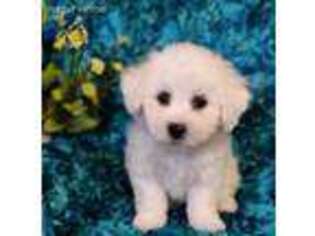 Bichon Frise Puppy for sale in Clermont, FL, USA