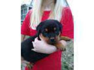 Rottweiler Puppy for sale in Bonaparte, IA, USA