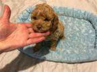 Mutt Puppy for sale in Walton, NY, USA