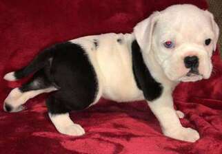 Bulldog Puppy for sale in Enfield, CT, USA