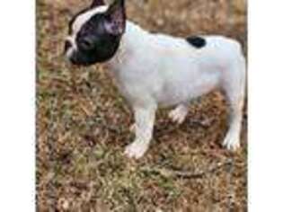 French Bulldog Puppy for sale in Snellville, GA, USA