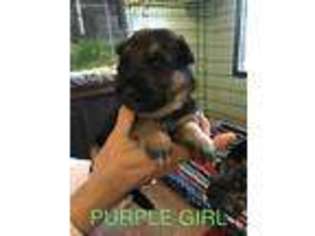 German Shepherd Dog Puppy for sale in Westminster, SC, USA