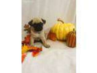 Pug Puppy for sale in Mineral Wells, TX, USA