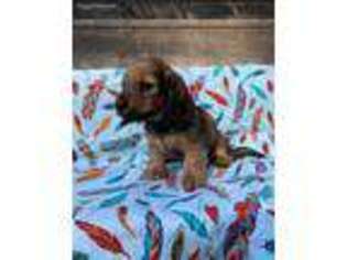Dachshund Puppy for sale in Bentonville, AR, USA