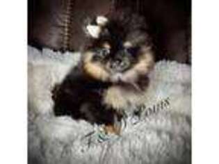 Pomeranian Puppy for sale in Bourbonnais, IL, USA