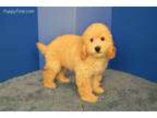 Goldendoodle Puppy for sale in Fountain Inn, SC, USA