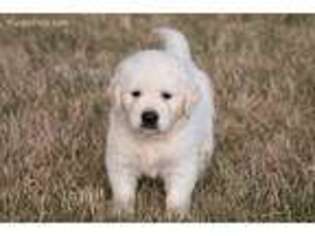 Golden Retriever Puppy for sale in West Point, IA, USA