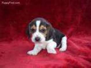 Beagle Puppy for sale in Detroit, MI, USA
