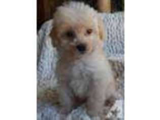 Goldendoodle Puppy for sale in GRASS VALLEY, CA, USA