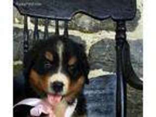 Bernese Mountain Dog Puppy for sale in Bird In Hand, PA, USA