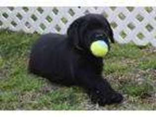 Labrador Retriever Puppy for sale in Jamesville, NC, USA