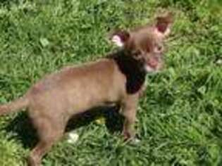 Chihuahua Puppy for sale in Springfield, OR, USA