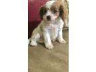 Cavapoo Puppy for sale in Sevierville, TN, USA