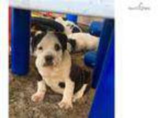 Olde English Bulldogge Puppy for sale in Fort Worth, TX, USA
