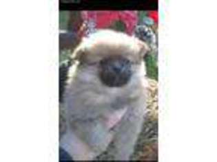 Pomeranian Puppy for sale in Mayslick, KY, USA