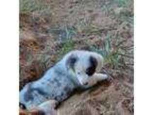 Cardigan Welsh Corgi Puppy for sale in Clio, MI, USA