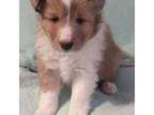 Shetland Sheepdog Puppy for sale in Berkeley Springs, WV, USA