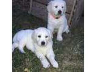 Mutt Puppy for sale in Waseca, MN, USA