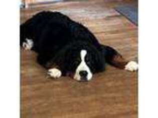 Bernese Mountain Dog Puppy for sale in Hickory, NC, USA