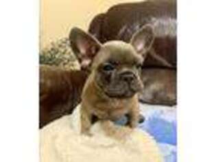 French Bulldog Puppy for sale in Devils Lake, ND, USA